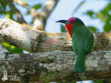 Red-bearded Bee-eater