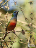 Male Pin-tailed Parrotfinch