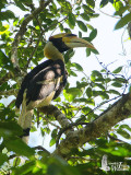 Male Great Hornbill
