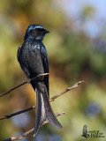 Bronzed Drongo