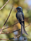 Bronzed Drongo