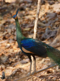 Male Green Peafowl (ssp. <em>imperator</em>)