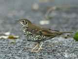 Long-tailed Thrush