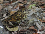Scaly Thrush