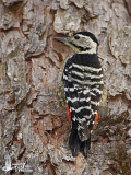 Female Stripe-breasted Woodpecker