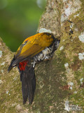 Male Common Flameback