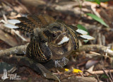 Large-tailed Nightjar