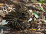 Large-tailed Nightjar (ssp. <em>bimaculatus</em>)