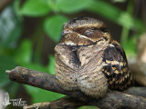 Large-tailed Nightjar (ssp. <em>bimaculatus</em>)
