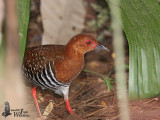 Red-legged Crake