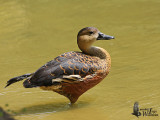 Wandering Whistling Duck (presumed ssp. <em>arcuata</em>)