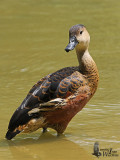 Wandering Whistling Duck (presumed ssp. <em>arcuata</em>)