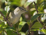 Adult Buff-barred Warbler (ssp. <em>pulcher</em>)