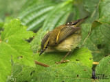Adult Buff-barred Warbler (ssp. <em>pulcher</em>)