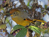 Adult Bar-throated Minla (ssp. <em>castanicauda</em>)