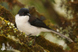Adult Dark-backed Sibia (ssp. <em>radcliffei</em>)