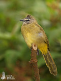 Adult Flavescent Bulbul (ssp. <em>vividus</em>)