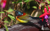 Adult male Green-tailed Sunbird (ssp. <em>angkanensis</em>)