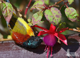 Adult male Green-tailed Sunbird (ssp. <em>angkanensis</em>)