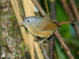 Adult Yunnan Fulvetta (ssp. <em>fratercula</em>)