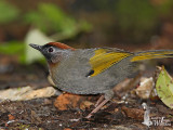 Adult Silver-eared Laughingthrush (ssp. <em>schistaceum</em>)