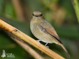 Adult female Small Niltava (ssp. <em>signata</em>)