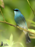 Adult male Verditer Flycatcher (ssp. <em>thalassinus</em>)