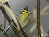 Adult female Yellow-cheeked Tit (ssp. <em>subviridis</em>)
