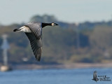 Barnacle Goose