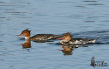 Pair of Red-breasted Mergansers in eclipse plumage