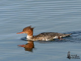 Female Red-breasted Merganser