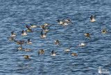 A flock of Dunlins (presumably ssp. <em>alpina</em>) in non-breeding plumage