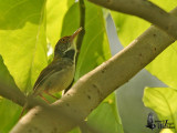 Adult male Common Tailorbird (ssp. <em>maculicollis</em>)