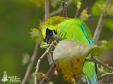Male Blue-winged Leafbird