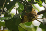 Female Buff-rumped Woodpecker (no flash)