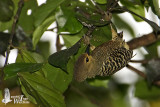 Female Buff-rumped Woodpecker
