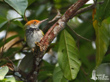 Male Dark-necked Tailorbird