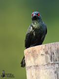 Adult Asian Glossy Starling