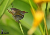 Female Common Tailorbird