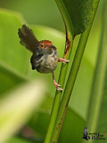 Female Common Tailorbird
