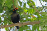 Adult Common Hill Myna