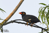 Adult Common Hill Myna