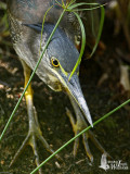 Immature Striated Heron (ssp. <em>javanica</em>)