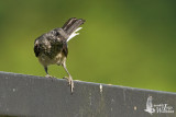 Juvenile Oriental Magpie-Robin