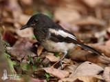 Juvenile Oriental Magpie-Robin