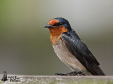 Pacific Swallow