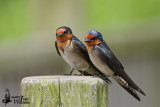 Pacific Swallow