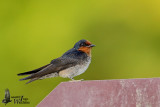 Pacific Swallow