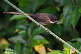 Adult Pied Fantail