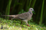 Adult Spotted Dove